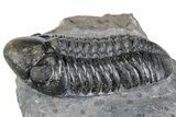Detailed Reedops Trilobite - Atchana, Morocco #312814-2